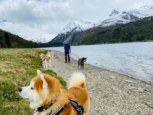 © Akita Zucht "of Büt Yama" | Engadin 2025