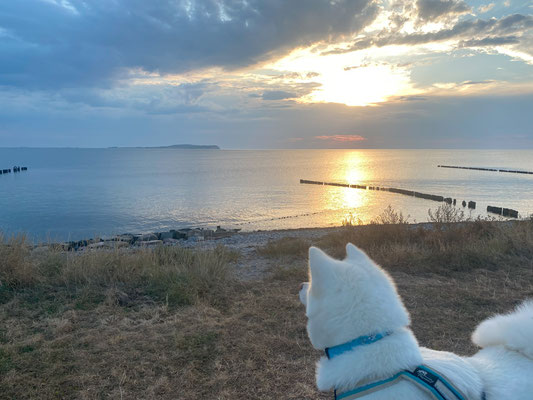 © Akita Zucht "of Büt Yama" | Insel Rügen & Hiddensee