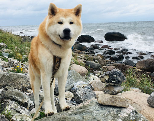 © Akita Zucht "of Büt Yama" | Staberhuk Kuma