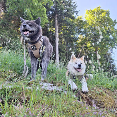 © Akita Zucht "of Büt Yama" |  Saniiro 4.5 Jahre alt mit Freundin