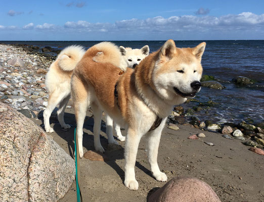 © Akita Zucht "of Büt Yama" | Klausdorfer Strand Kuma