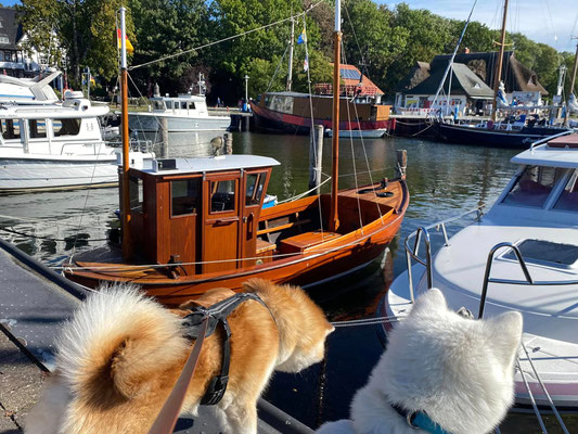 © Akita Zucht "of Büt Yama" | Insel Rügen & Hiddensee