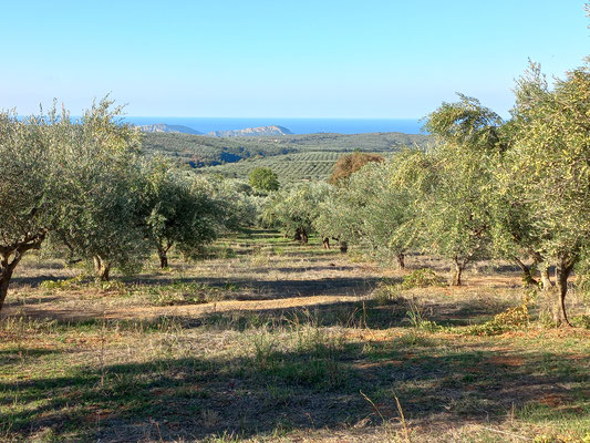 Retour à l'oliveraie un beau matin d'octobre