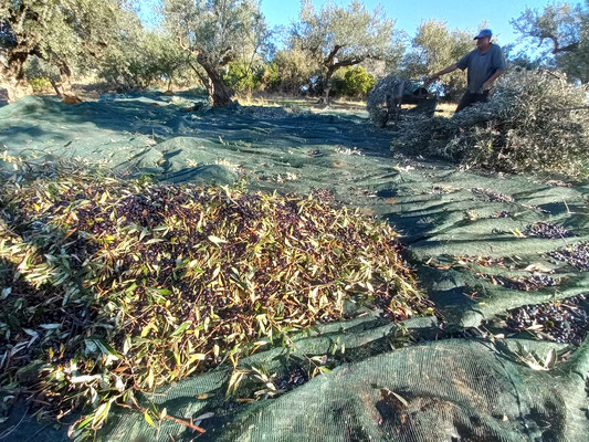 Régulièrement, on regroupe les olives récoltées