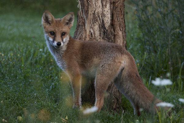 Fuchs