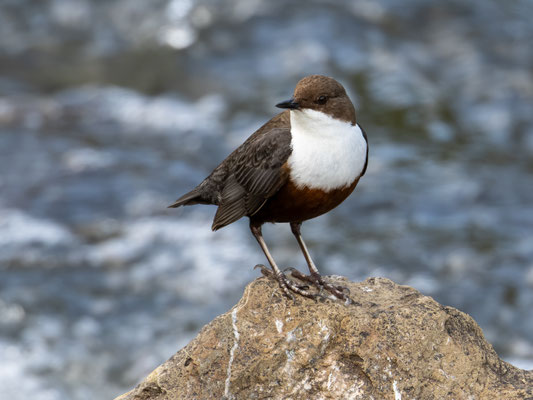 Wasseramsel