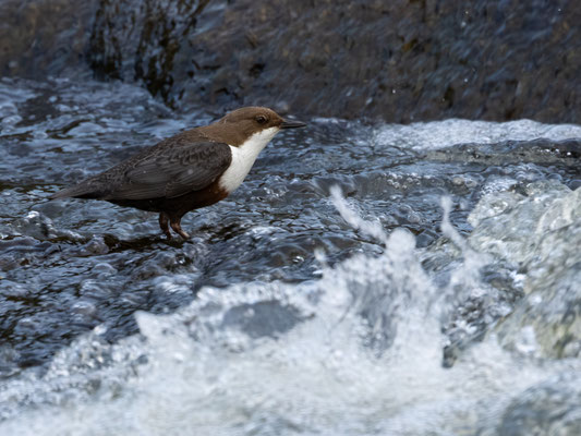 Wasseramsel