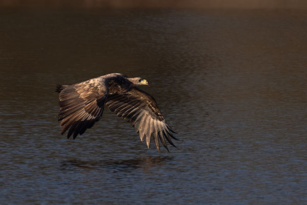 Seeadler