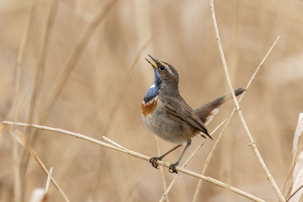 Blaukehlchen