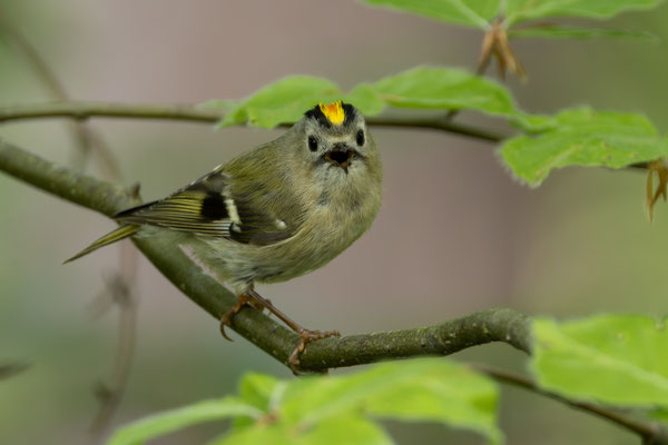 Wintergoldhähnchen