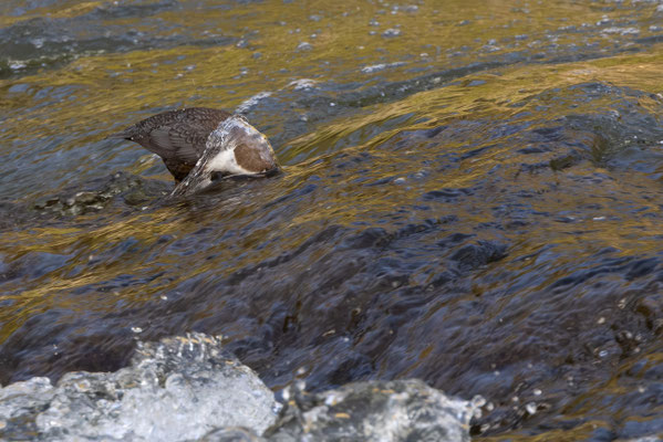 Wasseramsel