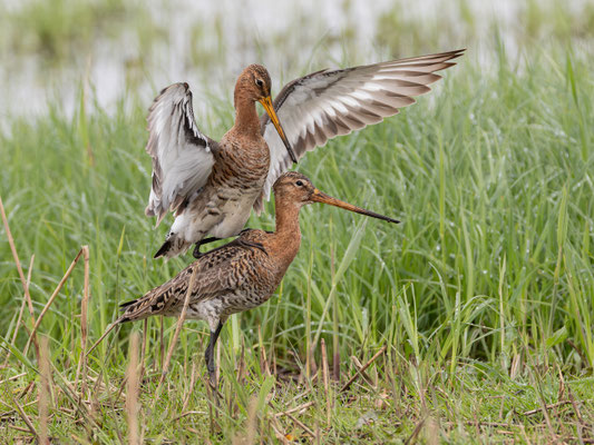 Uferschnepfe