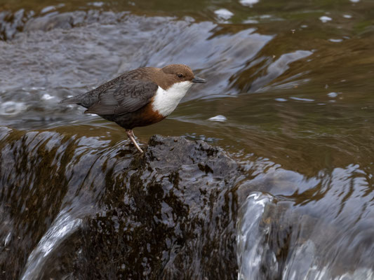 Wasseramsel