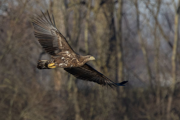 Seeadler