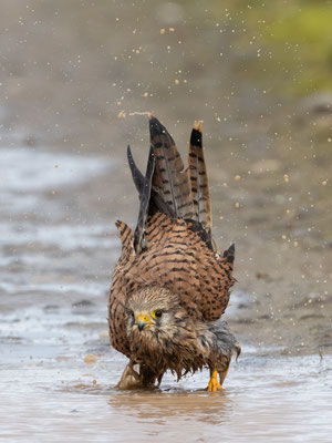 Turmfalke