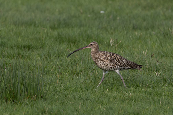 Großer Brachvogel