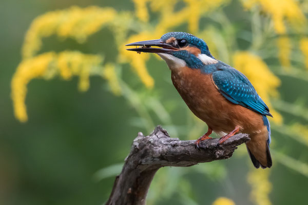 Eisvogel