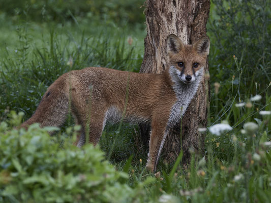 Fuchs