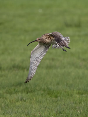 Großer Brachvogel