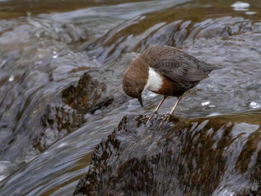 Wasseramsel