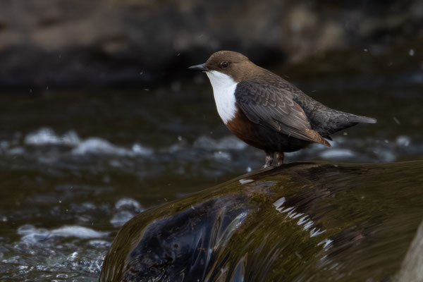 Wasseramsel