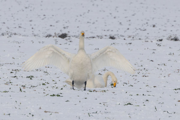 Singschwan