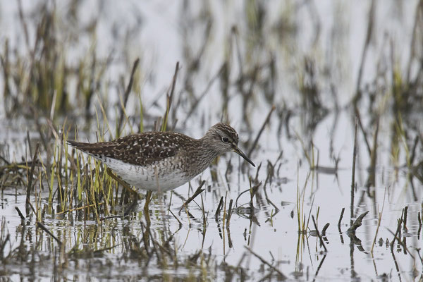 Bruchwasserläufer