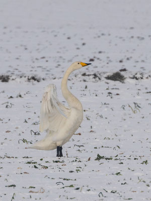 Singschwan