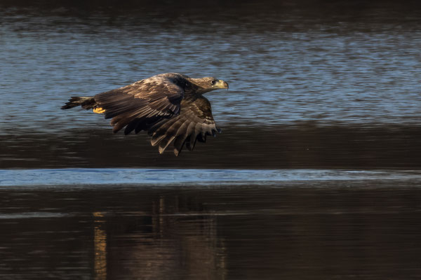 Seeadler