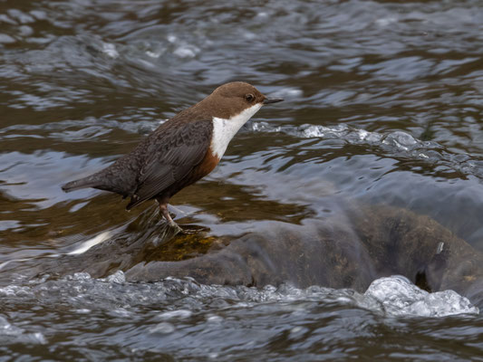 Wasseramsel