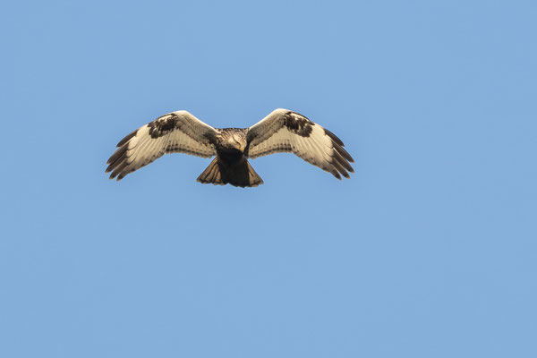 Raufußbussard
