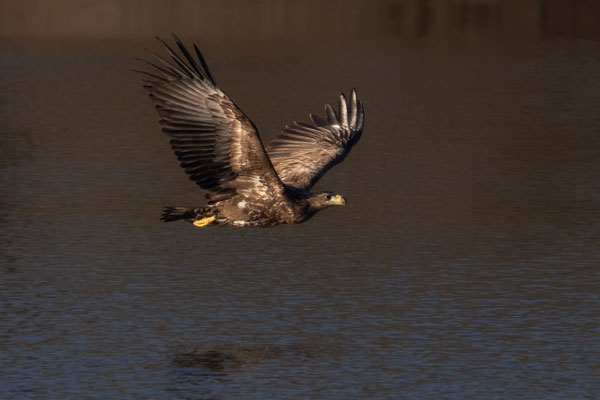 Seeadler
