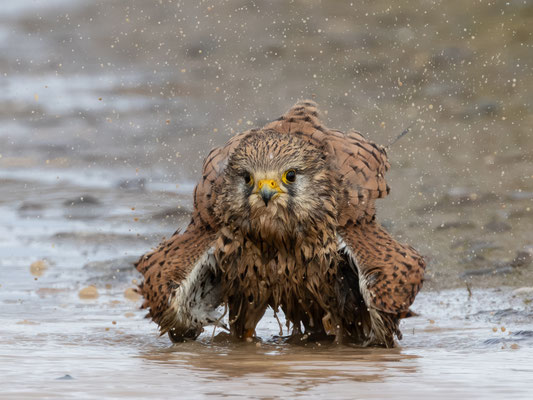 Turmfalke
