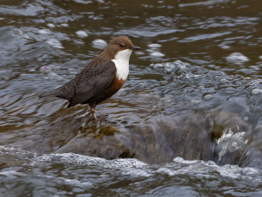 Wasseramsel