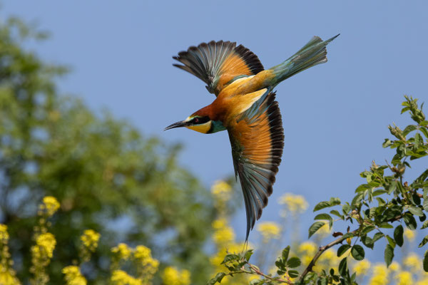 Bienenfresser