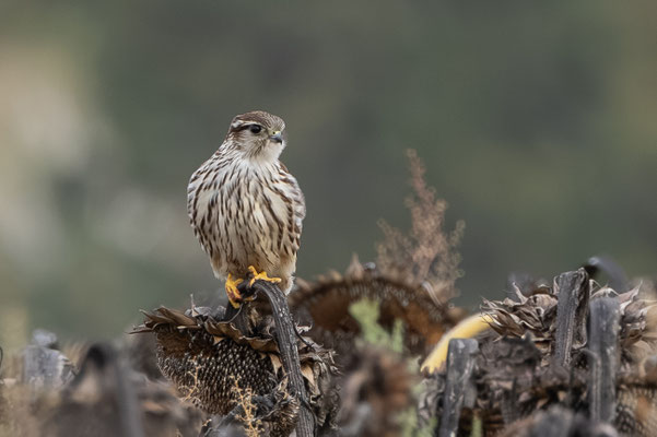 Merlin