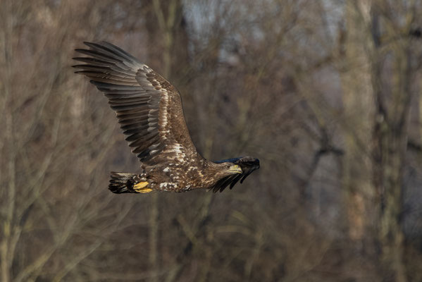 Seeadler
