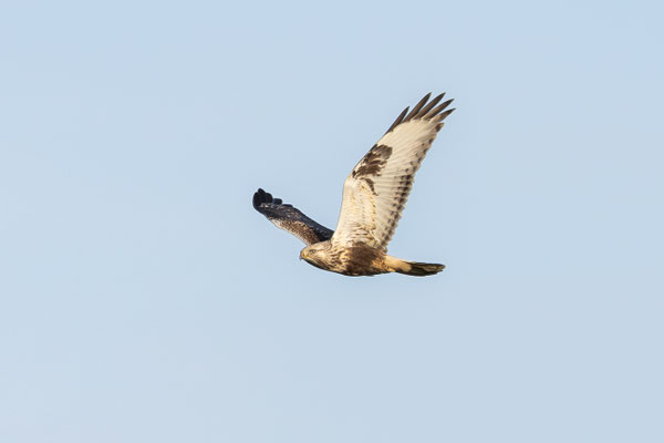 Raufußbussard