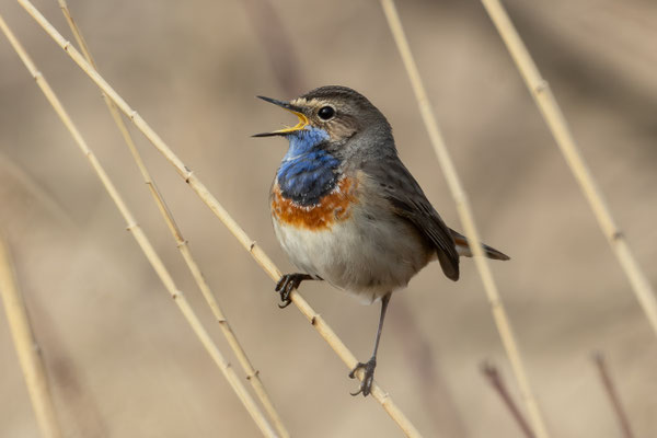 Blaukehlchen
