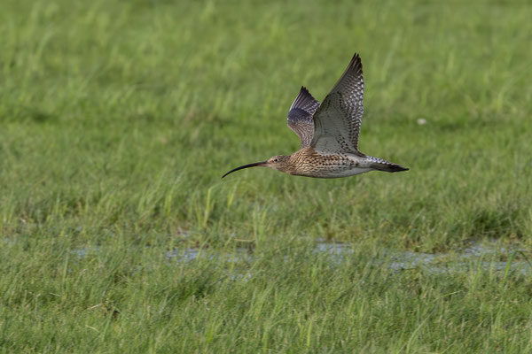 Großer Brachvogel