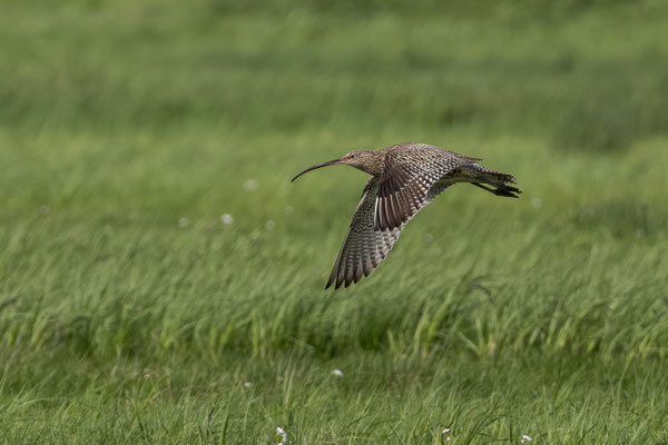 Großer Brachvogel