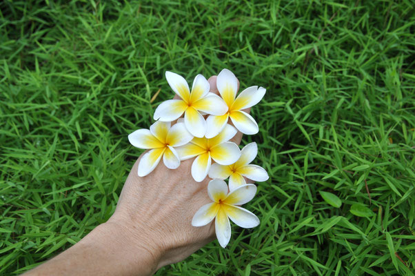 Ma main en fleur - Fleurs de frangipanier du jardin
