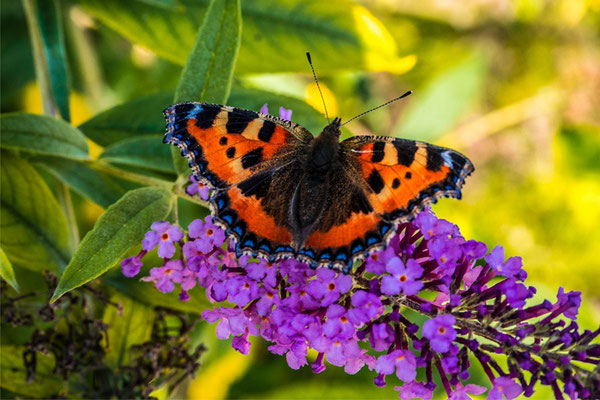 Schmetterling Dürig Gärten