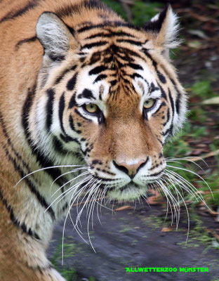 Jürgen Heiderhoff - Allwetterzoo Münster