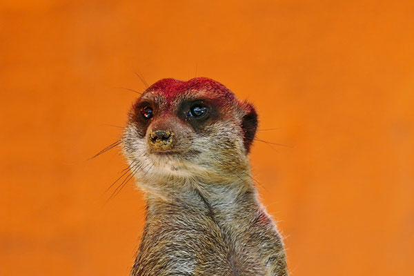 Peter - Tierpark Solingen 2019