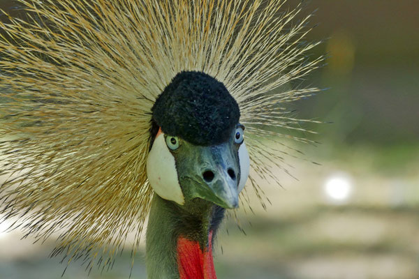 Peter - Tierpark Solingen 2019
