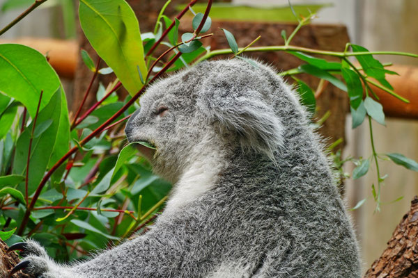 Peter - Zoo Duisburg 2019