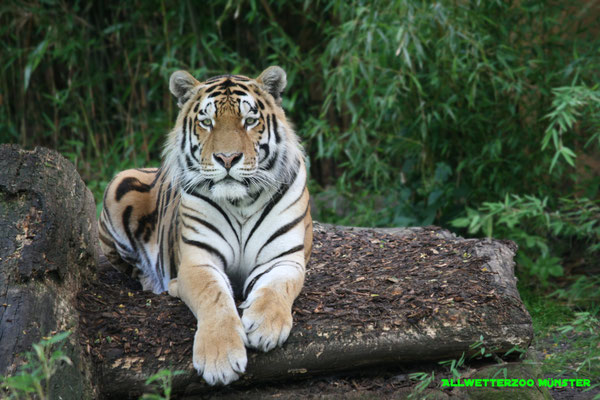 Jürgen Heiderhoff - Allwetterzoo Münster