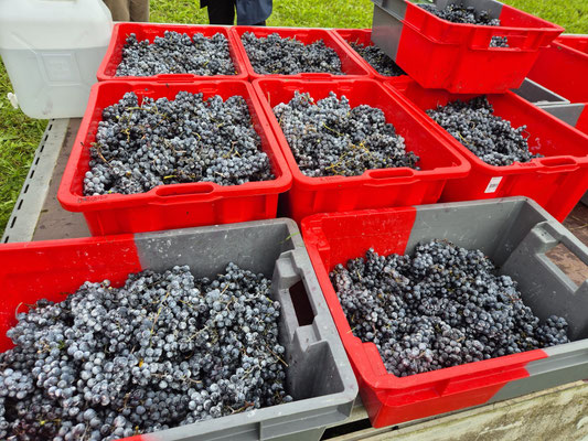 Ernte 2025: 900 kg Trauben 