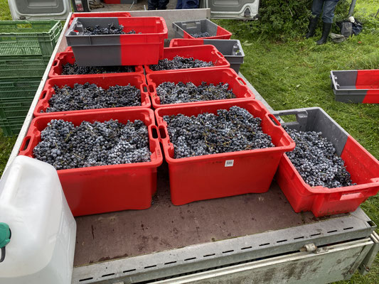 Ernte 2025: 900 kg Trauben 
